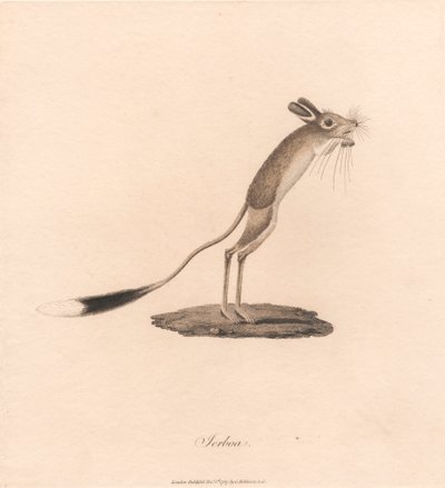 Jerboa door James Heath