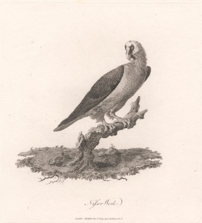 Nisser Werk door James Heath