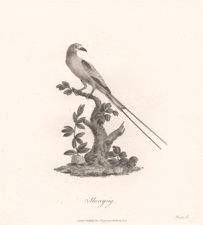 Sheregrig door James Heath