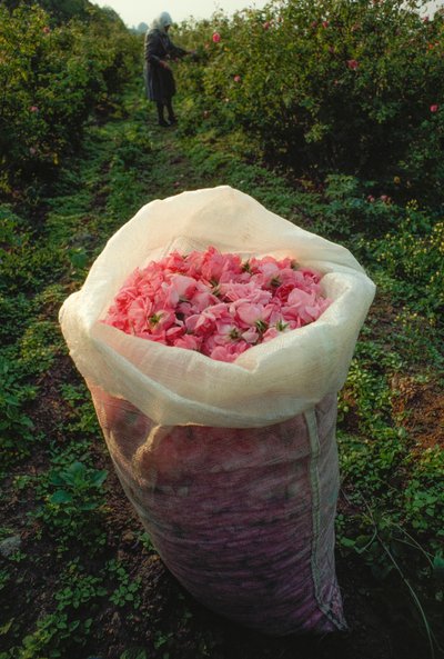 Een zak gevuld met vers geplukte rozenblaadjes. Vallei van de Rozen, Bulgarije door James L Stanfield