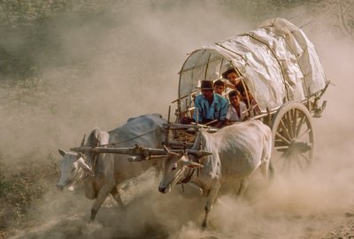 Ossenkarwedstrijden markeren de vollemaandag van Kason. Patheingyi, ten oosten van Mandalay, Birma door James L Stanfield