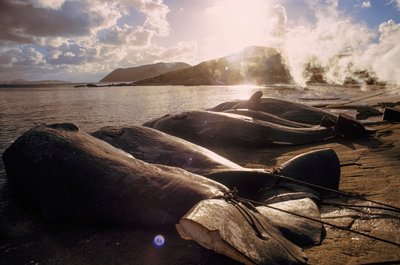 Geslachte walvissen liggen op het strand na een jacht. FRENCHMAN BAY DICHTBIJ ALBANY, WEST-AUSTRALIË. door James L Stanfield