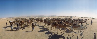 Panorama van een zoutkaravaan buiten Fachi. NABIJ FACHI, NIGER. door James L Stanfield