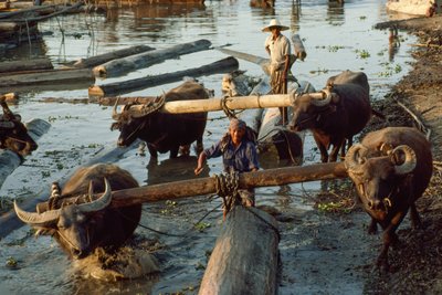 Waterbuffels trekken hardhouten stammen uit de rivier en op platte wagens. Irrawaddy Ri... door James L Stanfield