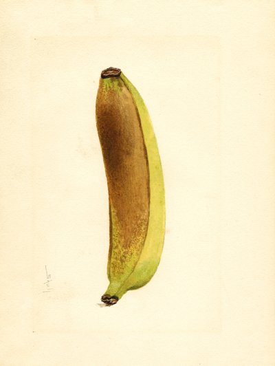 Banaan (Musa) (aquarel) door James Marion Shull
