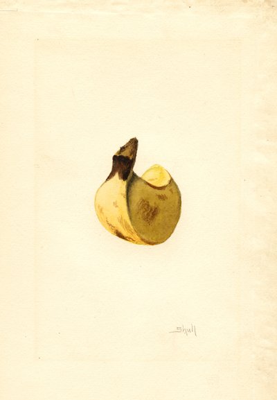 Banaan (Musa) (aquarel) door James Marion Shull