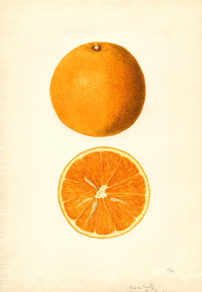 Boone Vroege Sinaasappels (Citrus sinensis) (aquarel) door James Marion Shull