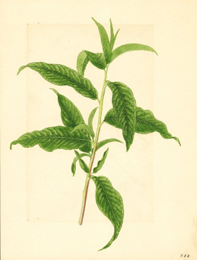Tak met groene bladeren van Elberta perzikboom ( Prunus persica: Elberta) (aquarel) door James Marion Shull