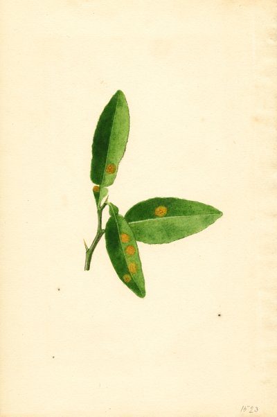 Ziek sinaasappelboomblad (Citrus aurantium) (aquarel) door James Marion Shull