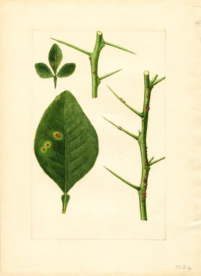Ziek sinaasappelboomblad en takje (Poncirus trifoliata) (aquarel) door James Marion Shull