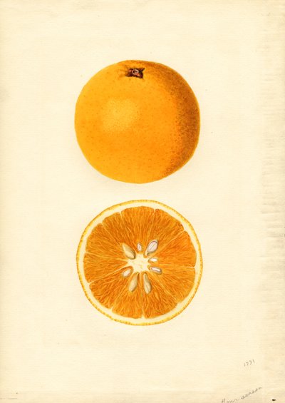 Homosassa Oranges ( Citrus sinensis) (watercolor) door James Marion Shull
