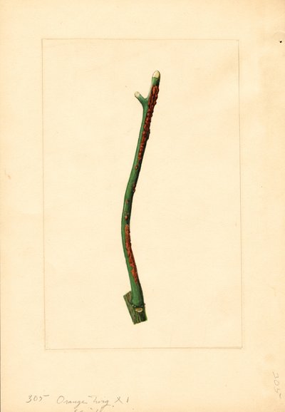 Sinaasappelboom twijg (Citrus sinensis: Valencia) (aquarel) door James Marion Shull