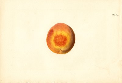 Perzik ( Prunus persica: Elberta) (aquarel) door James Marion Shull