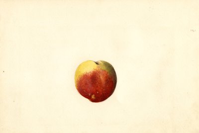 Perzik ( Prunus persica: Elberta) (aquarel) door James Marion Shull