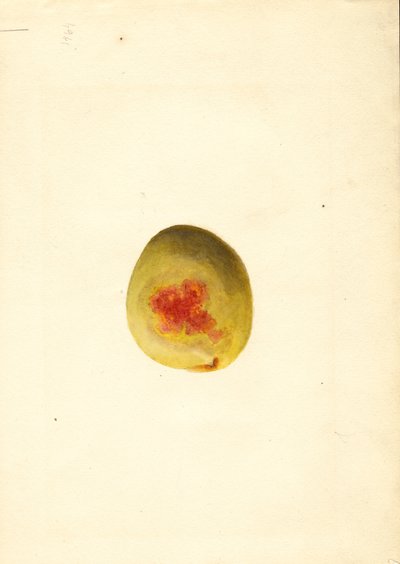Perzik ( Prunus persica: Elberta) (aquarel) door James Marion Shull