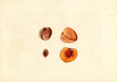 Perziken ( Prunus persica: Hutchkins) (aquarel) door James Marion Shull