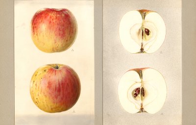Wilson Juni-appels (Malus domestica) (aquarel) door James Marion Shull