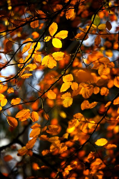 Gele en gouden herfstbladeren nog aan de tak van een boom, 2009 door James McCormick