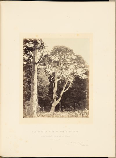 Oude cluster den in de Belvidere door James Sinclair, 14th Earl of Caithness