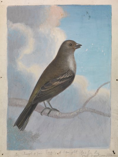 Een vogel door James Sowerby