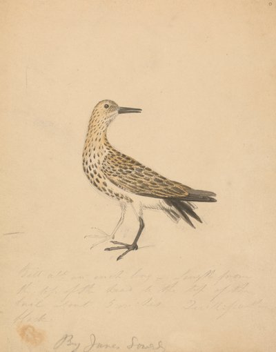Een vogel door James Sowerby