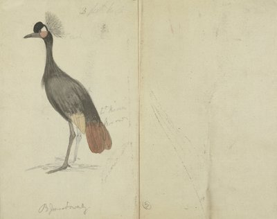 Een Kraanvogel door James Sowerby