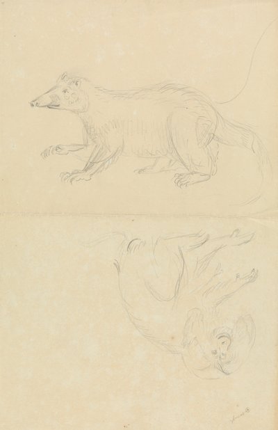 Een zoogdier (coatimundi?) en een primaat (marmoset?). Een coatimundi en een leeuwenkopmarmoset door James Sowerby