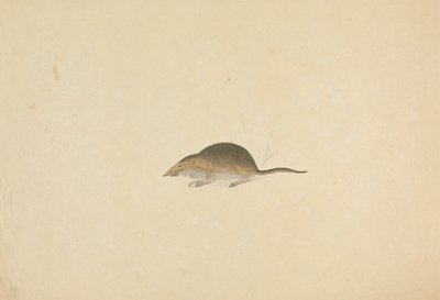 Een spitsmuis door James Sowerby