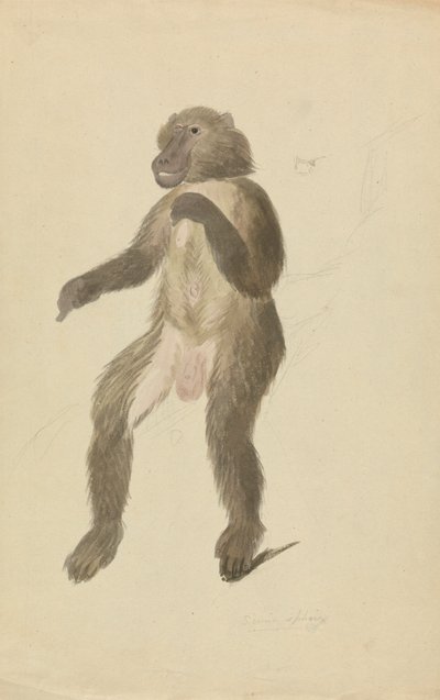 Een mandril door James Sowerby