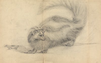 Een stinkdier met een ander stinkdier op de achtergrond door James Sowerby