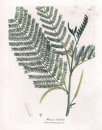 Acacia a cachou of cachoutier - Catechu, Acacia catechu. Handgekleurde kopergravure uit een botanische illustratie door James Sowerby uit William Woodville en Sir William Jackson Hooker