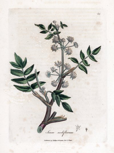 Watereppe, Sium nodiflorum. Illustratie van James Sowerby uit William Woodville en Sir William Jackson Hooker