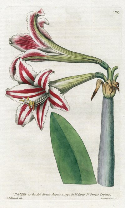 Amaryllis variëteit, oorspronkelijk uit Zuid-Amerika door James Sowerby