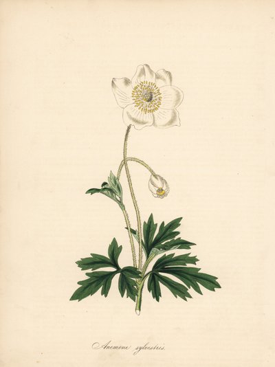 Sneeuwklokjesanemoon, Anemone sylvestris. Illustratie van James Sowerby in William Curtis