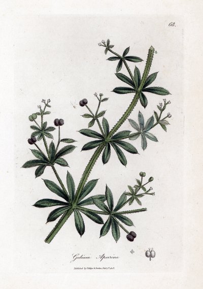 Anijs suiker of kleefkruid, Galium aparine. Handgekleurde kopergravure uit een botanische illustratie door James Sowerby uit William Woodville en Sir William Jackson Hooker
