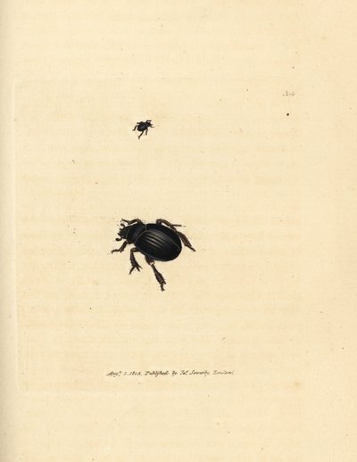 Aphodius arenarius kever door James Sowerby