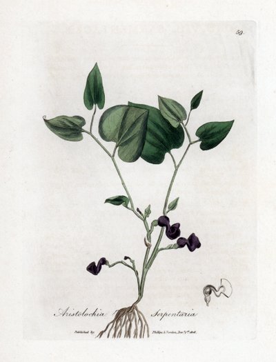 Slangenwortel pijpbloem, Aristolochia serpentaria. Illustratie van James Sowerby uit William Woodville en Sir William Jackson Hooker