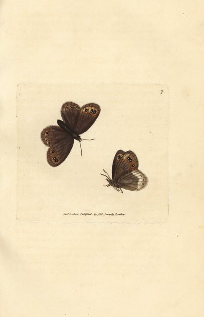 Arran bruin, Erebia ligea (Papilio ligea) door James Sowerby