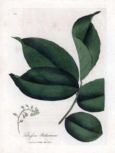 Balsem van Toluboom, Myroxylon toluifera balsamum. Handgekleurde kopergravure uit een botanische illustratie door James Sowerby uit William Woodville en Sir William Jackson Hooker
