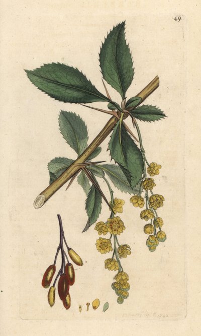 Zuurbes, Berberis vulgaris. Handgekleurde kopergravure naar een illustratie van James Sowerby uit James Smith