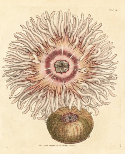 Kraalroos, Actinia equina. Illustratie van James Sowerby uit 