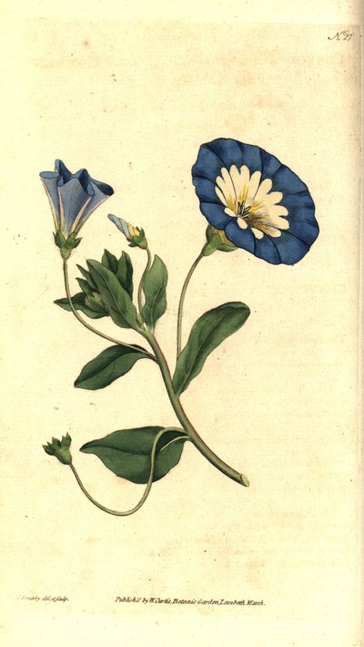 Mooie dag of driekleurige winde - Kleine winde, Convolvulus tricolor. Handgekleurde kopergravure en botanische illustratie door James Sowerby uit William Curtis