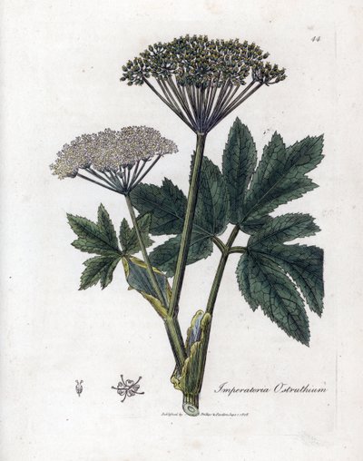 Keizerskruid, Imperatoria ostruthium. Illustratie van James Sowerby uit William Woodville en Sir William Jackson Hooker
