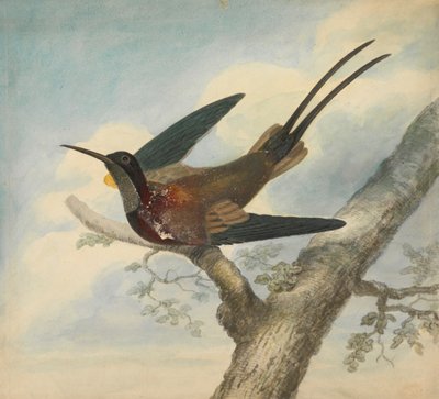 Paradijsvogel en verso: schets van een bloem door James Sowerby