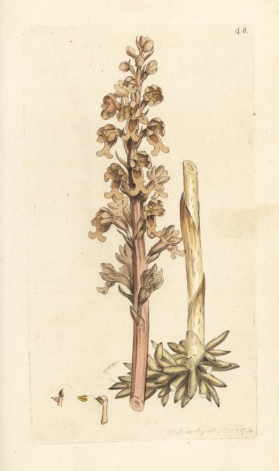 Vogelnestorchis, Neottia nidus-avis. Illustratie van James Sowerby uit James Smith