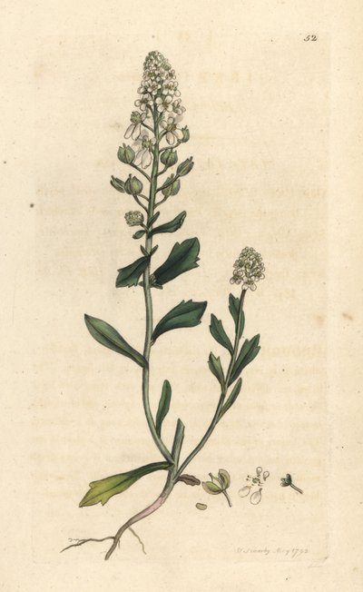 Bittere scheefbloem, Iberis amara. Handgekleurde kopergravure naar een illustratie door James Sowerby uit James Smith