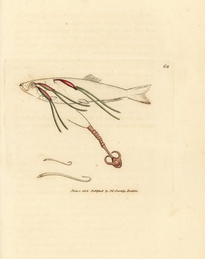 Bloedzuigende copepod parasiet op een sproeioog, Lernaeenicus sprattae door James Sowerby