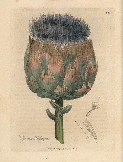 Blauw en paars bloeiende artisjok door James Sowerby