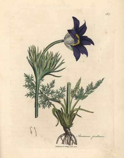 Blauwbloemige weideanemoon of paasbloem, Anemone pratensis door James Sowerby