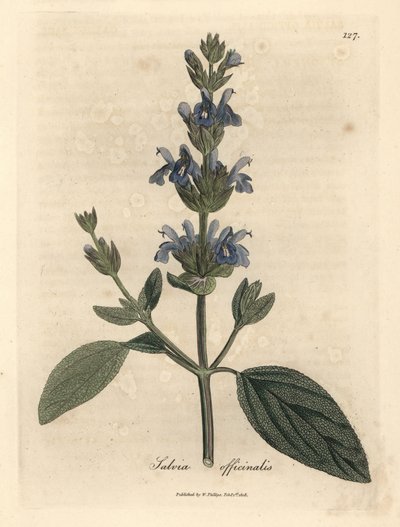 Blauw bloeiende salie, Salvia officinalis door James Sowerby